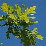 Oak Tree